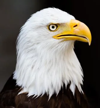 Portrait of Bald eagle Stock Photos
