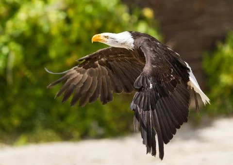 Portrait of Bald eagle Stock Photos