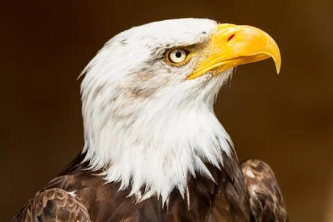 Portrait of Bald eagle Stock Photos