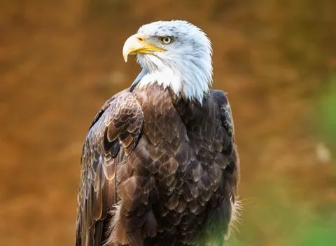 Portrait of Bald eagle Foto stock