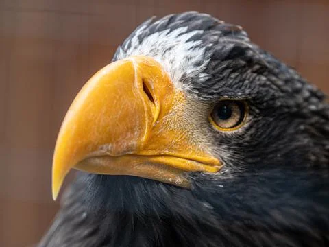 Portrait of a bald eagle Stock-Fotos