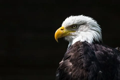Portrait of a Bald Eagle Stock Photos