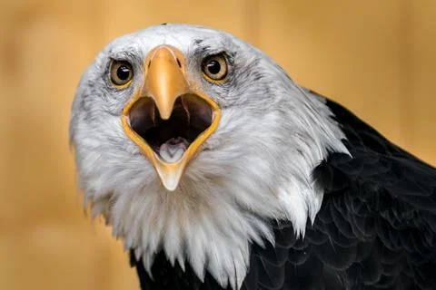 Portrait of Bald eagle Stock Photos
