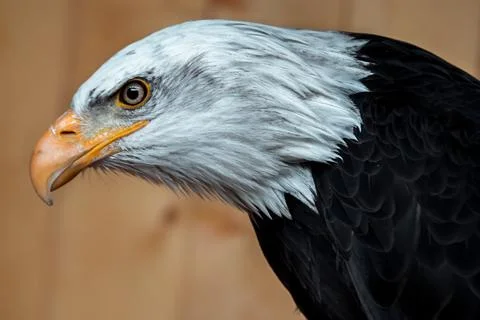 Portrait of Bald eagle Stock Photos
