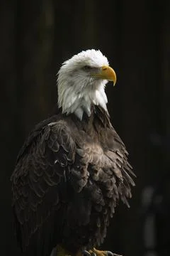 Portrait of a bald eagle standing Stock Photos