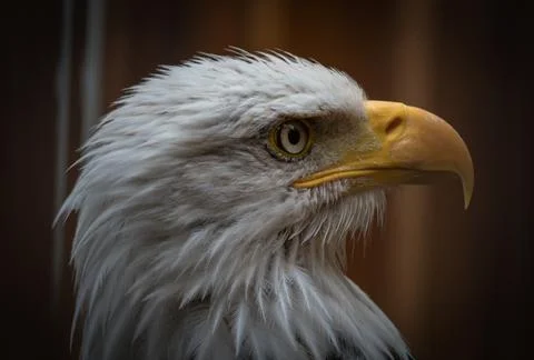 Portrait of a Bald Headed Eagle on a brown background Stock Photos
