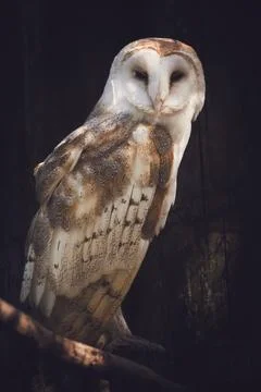 Portrait of a barn owl Stock Photos
