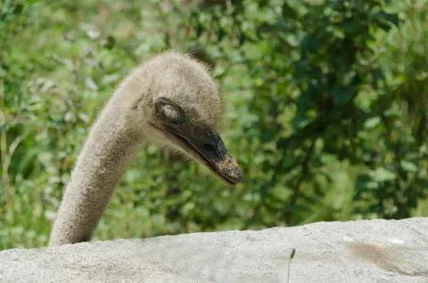 Portrait of bashful ostrich Stock Photos
