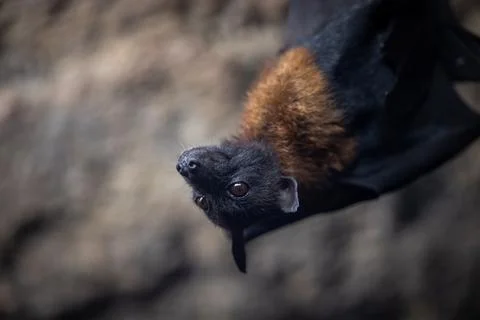 Portrait of a bat in a cave Foto stock