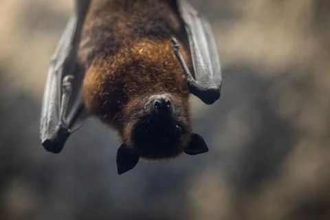 Portrait of a bat in a cave Stock Photos