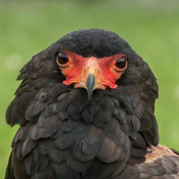 Portrait of a Bateleur Eagle Stock Photos