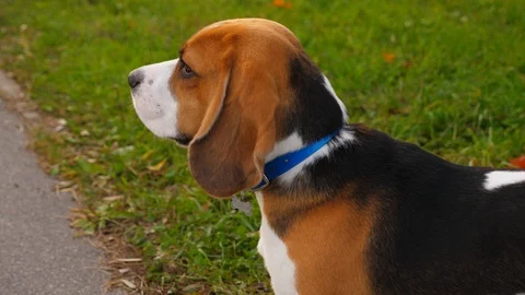Portrait of beagle dog close up Stock Footage 96832194
