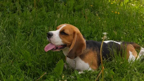 Portrait of beagle lie in grass Stock Footage 91511551