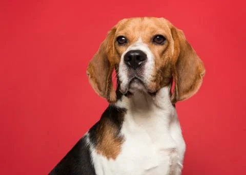 Portrait of a beagle looking at the camera on a red background in a horizonta Stock Photos