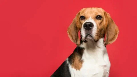 Portrait of a beagle looking at the camera on a red background in a panoramic Stock Photos