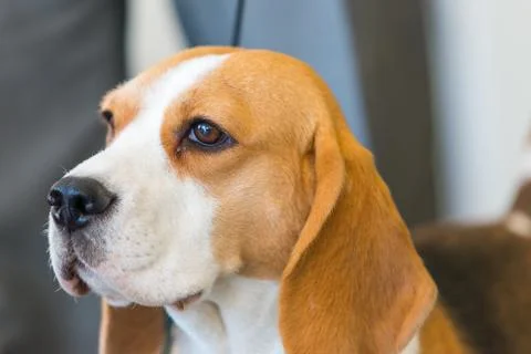 Portrait of beagle Fotos de archivo