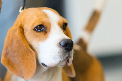 Portrait of beagle Fotos Stock