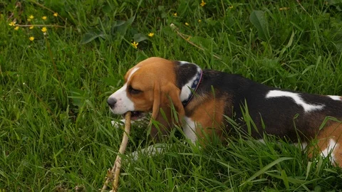 Portrait of beagle playing with stick Stock Footage 91401937