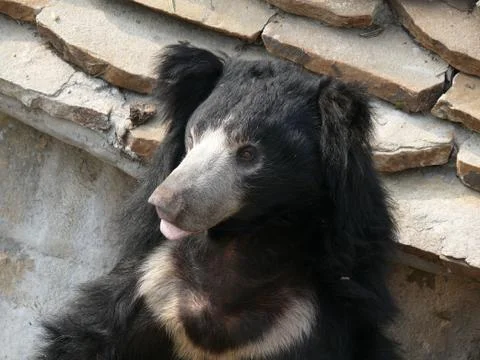 Portrait of a bear closeup Stock Photos