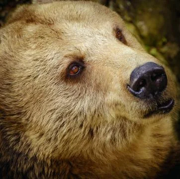 Portrait Of The Bear Stock Photos