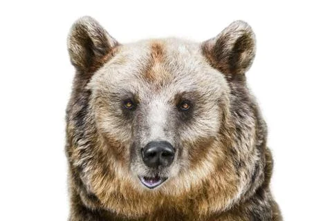 Portrait of the Bear Stock Photos