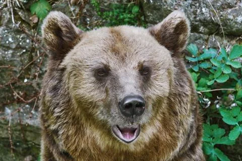 Portrait of the Bear Stock Photos