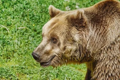 Portrait of Bear Stock Photos