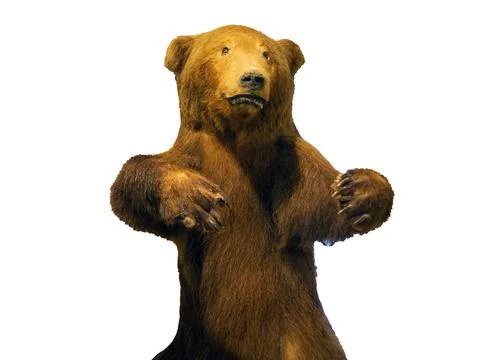 Portrait of a bear Stockfoto's