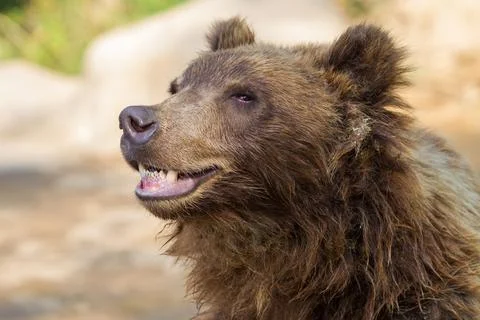 Portrait of a bear that values teeth. Stock Photos