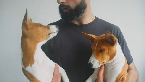 Portrait bearded man holding hands two cute basenji dog on white wall background Stock Footage 129603129