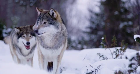 Portrait of beautiful alpha wolf curiously looking around Stock Footage 86129489