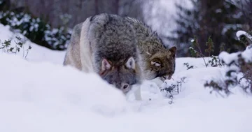 Portrait of beautiful alpha wolf curiously looking around Stock Footage 86129557