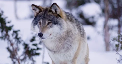 Portrait of beautiful and large wolf in frosty forest Stockbeeldmateriaal 86129632