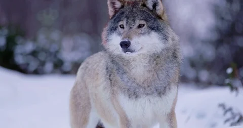 Portrait of beautiful and large wolf in frosty winter forest Stock Footage 86302210