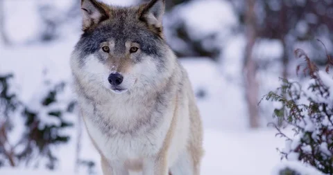 Portrait of beautiful and large wolf in frosty winter forest Stock Footage 86302231