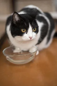 Portrait of a beautiful black and white cat drinking water from a transparent Stock Photos