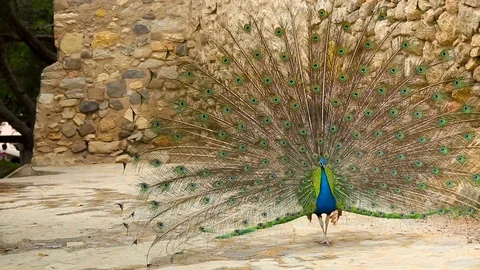 Portrait of a beautiful blue peacock Stock Footage 75280136