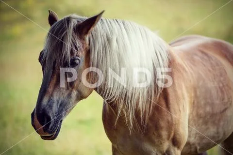 Portrait of a beautiful brown horse Stock Photos