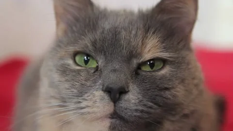 Portrait of a beautiful cat Close-up Stock Footage 184435738