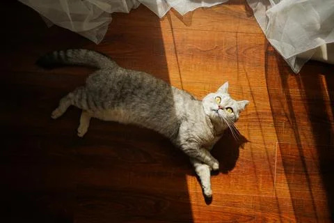 Portrait of a beautiful cat. Cute Cat Portrait. Happy Pet. Stock Photos