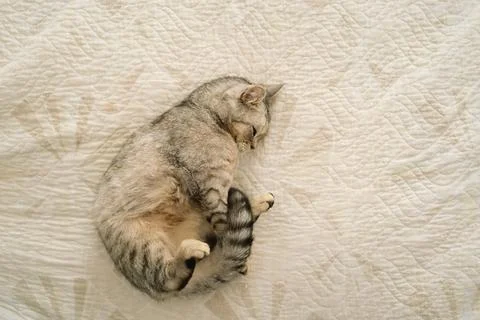 Portrait of a beautiful cat. Cute Cat Portrait. Happy Pet. Stock Photos