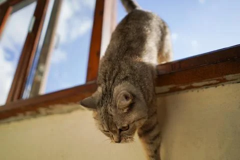 Portrait of a beautiful cat. Cute Cat Portrait. Happy Pet. Stock Photos