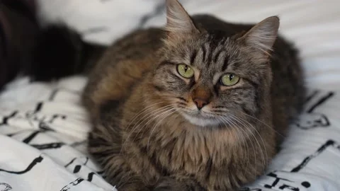 Portrait of a beautiful cat looking at the camera. Stock-Footage 232293078