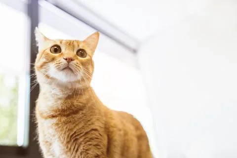 Portrait of beautiful cat. Stock Photos