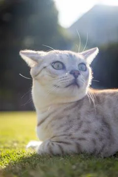 Portrait of a beautiful cat Stock Photos