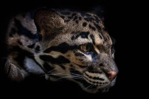 Portrait of beautiful Clouded Leopard isolated on black background. Leopar... Stock Photos