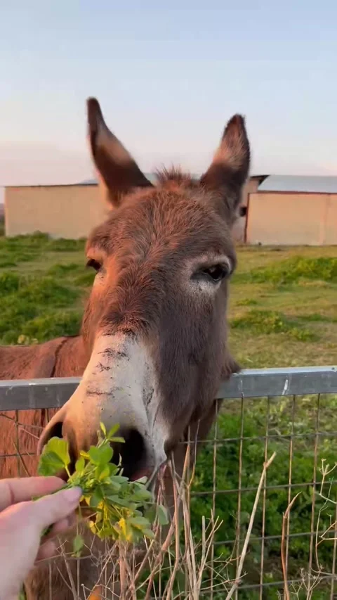 Portrait of beautiful cute donkey looking from the stall. Close up view of woman 스톡 동영상 236008799