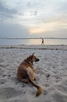 Portrait of beautiful German shepherd dog with collar and person in background Stock Photos