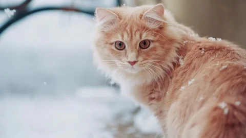 Portrait of a beautiful ginger cat. Stock Footage 306300299