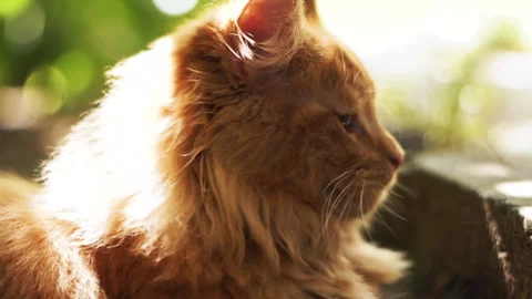 Portrait of beautiful ginger cat lying on the ground at the front garden enjoyin Stock Footage 164475300